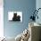 Black Maine Coon Kitten and Cute Daxiedoodle Puppy-Mark Taylor-Photographic Print displayed on a wall