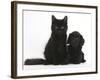 Black Maine Coon Kitten and Cute Daxiedoodle Puppy-Mark Taylor-Framed Photographic Print