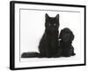 Black Maine Coon Kitten and Cute Daxiedoodle Puppy-Mark Taylor-Framed Photographic Print