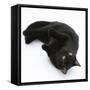 Black Male Cat, Joey, 6 Months, Rollling on Back-Mark Taylor-Framed Stretched Canvas