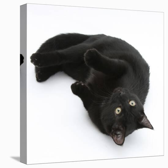 Black Male Cat, Joey, 6 Months, Rollling on Back-Mark Taylor-Stretched Canvas