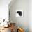 Black Male Cat, Joey, 6 Months, Rollling on Back-Mark Taylor-Photographic Print displayed on a wall
