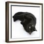 Black Male Cat, Joey, 6 Months, Rollling on Back-Mark Taylor-Framed Photographic Print