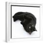 Black Male Cat, Joey, 6 Months, Rollling on Back-Mark Taylor-Framed Photographic Print