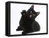 Black Male Cat, Joey, 6 Months, with Paws Raised, Licking-Mark Taylor-Framed Stretched Canvas