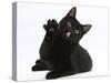 Black Male Cat, Joey, 6 Months, with Paws Raised, Licking-Mark Taylor-Stretched Canvas