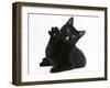 Black Male Cat, Joey, 6 Months, with Paws Raised, Licking-Mark Taylor-Framed Photographic Print