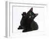 Black Male Cat, Joey, 6 Months, with Paws Raised, Licking-Mark Taylor-Framed Photographic Print