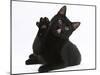 Black Male Cat, Joey, 6 Months, with Paws Raised, Licking-Mark Taylor-Mounted Photographic Print