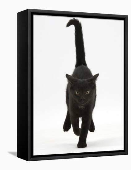 Black Male Kitten, Buxie, 12 Weeks Old, Running Forward-Mark Taylor-Framed Stretched Canvas