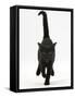 Black Male Kitten, Buxie, 12 Weeks Old, Running Forward-Mark Taylor-Framed Stretched Canvas