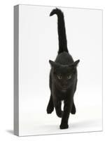 Black Male Kitten, Buxie, 12 Weeks Old, Running Forward-Mark Taylor-Stretched Canvas