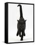 Black Male Kitten, Buxie, 12 Weeks Old, Running Forward-Mark Taylor-Framed Stretched Canvas