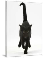 Black Male Kitten, Buxie, 12 Weeks Old, Running Forward-Mark Taylor-Stretched Canvas