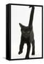 Black Male Kitten, Buxie, 12 Weeks Old, Running Forward-Mark Taylor-Framed Stretched Canvas