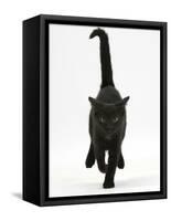 Black Male Kitten, Buxie, 12 Weeks Old, Running Forward-Mark Taylor-Framed Stretched Canvas