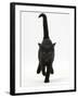 Black Male Kitten, Buxie, 12 Weeks Old, Running Forward-Mark Taylor-Framed Photographic Print