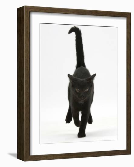 Black Male Kitten, Buxie, 12 Weeks Old, Running Forward-Mark Taylor-Framed Photographic Print