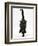 Black Male Kitten, Buxie, 12 Weeks Old, Running Forward-Mark Taylor-Framed Photographic Print