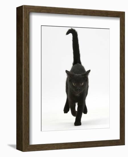 Black Male Kitten, Buxie, 12 Weeks Old, Running Forward-Mark Taylor-Framed Photographic Print