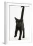 Black Male Kitten, Buxie, 12 Weeks Old, Running Forward-Mark Taylor-Framed Photographic Print