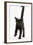 Black Male Kitten, Buxie, 12 Weeks Old, Running Forward-Mark Taylor-Framed Photographic Print