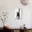 Black Male Kitten, Buxie, 12 Weeks Old, Running Forward-Mark Taylor-Mounted Photographic Print displayed on a wall