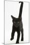 Black Male Kitten, Buxie, 12 Weeks Old, Running Forward-Mark Taylor-Mounted Photographic Print