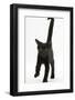 Black Male Kitten, Buxie, 12 Weeks Old, Running Forward-Mark Taylor-Framed Photographic Print