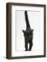 Black Male Kitten, Buxie, 12 Weeks Old, Running Forward-Mark Taylor-Framed Photographic Print