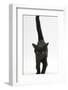 Black Male Kitten, Buxie, 12 Weeks Old, Running Forward-Mark Taylor-Framed Photographic Print