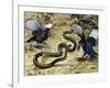 Black Mamba or Black-Mouthed Mamba (Dendroaspis Polylepis), Elapidae-null-Framed Giclee Print