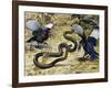 Black Mamba or Black-Mouthed Mamba (Dendroaspis Polylepis), Elapidae-null-Framed Giclee Print