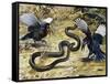 Black Mamba or Black-Mouthed Mamba (Dendroaspis Polylepis), Elapidae-null-Framed Stretched Canvas