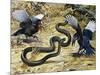 Black Mamba or Black-Mouthed Mamba (Dendroaspis Polylepis), Elapidae-null-Mounted Giclee Print