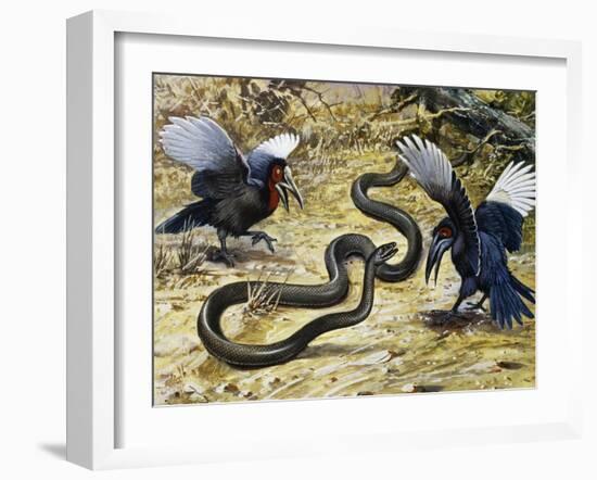 Black Mamba or Black-Mouthed Mamba (Dendroaspis Polylepis), Elapidae-null-Framed Giclee Print