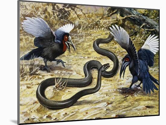 Black Mamba or Black-Mouthed Mamba (Dendroaspis Polylepis), Elapidae-null-Mounted Giclee Print