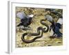 Black Mamba or Black-Mouthed Mamba (Dendroaspis Polylepis), Elapidae-null-Framed Giclee Print