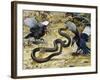 Black Mamba or Black-Mouthed Mamba (Dendroaspis Polylepis), Elapidae-null-Framed Giclee Print