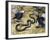 Black Mamba or Black-Mouthed Mamba (Dendroaspis Polylepis), Elapidae-null-Framed Giclee Print