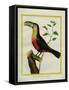 Black-Mandibled Toucan-Georges-Louis Buffon-Framed Stretched Canvas