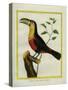Black-Mandibled Toucan-Georges-Louis Buffon-Stretched Canvas