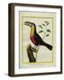 Black-Mandibled Toucan-Georges-Louis Buffon-Framed Giclee Print