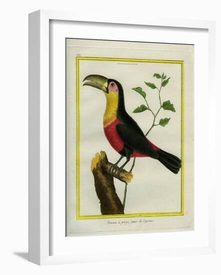 Black-Mandibled Toucan-Georges-Louis Buffon-Framed Giclee Print