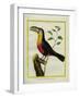 Black-Mandibled Toucan-Georges-Louis Buffon-Framed Giclee Print