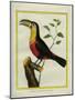 Black-Mandibled Toucan-Georges-Louis Buffon-Mounted Giclee Print