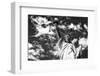 Black Manhattan Collection - The Statue of Liberty-Philippe Hugonnard-Framed Photographic Print