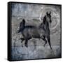 Black Mare 2-LightBoxJournal-Framed Stretched Canvas