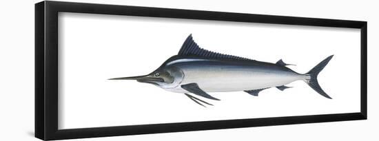 Black Marlin (Istiompax Indica), Fishes-Encyclopaedia Britannica-Framed Poster