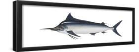 Black Marlin (Istiompax Indica), Fishes-Encyclopaedia Britannica-Framed Poster